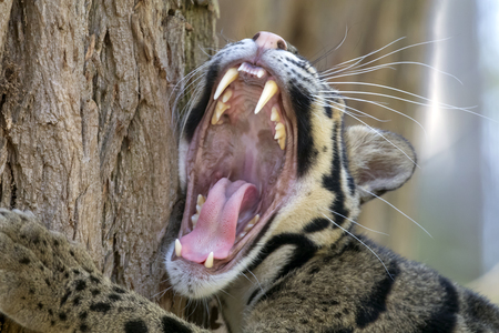 Clouded leopard portraitの写真素材