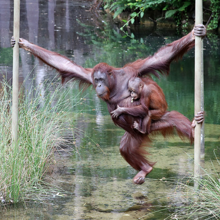 Orangutang mother with childの写真素材