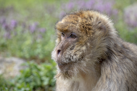 Barbary macaqueの写真素材