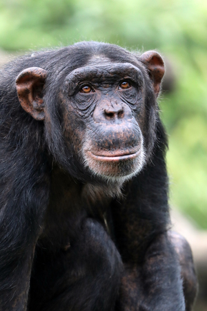 Chimpanzee close-up portraitの写真素材