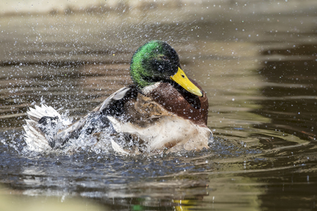 mallard duck splashing in the waterの写真素材