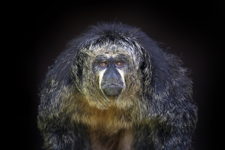 White faced sakiの写真素材