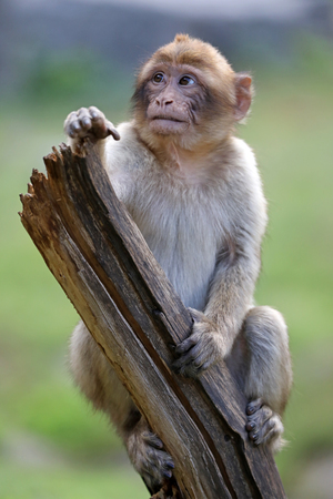 Barbary macaqueの写真素材