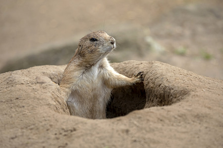 Prairie dog in hole