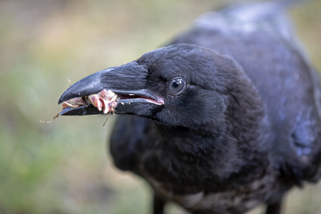 Close-up portrait of a ravenの写真素材