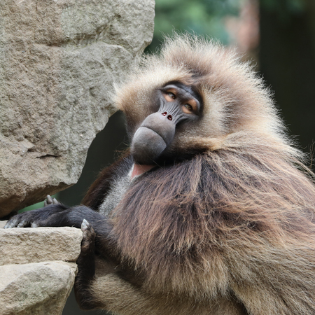 Male bleeding-heart monkeyの写真素材