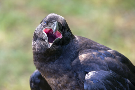 Raven close-up portratの写真素材