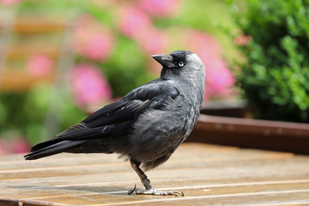 Jackdaw with colorful backgroundの写真素材