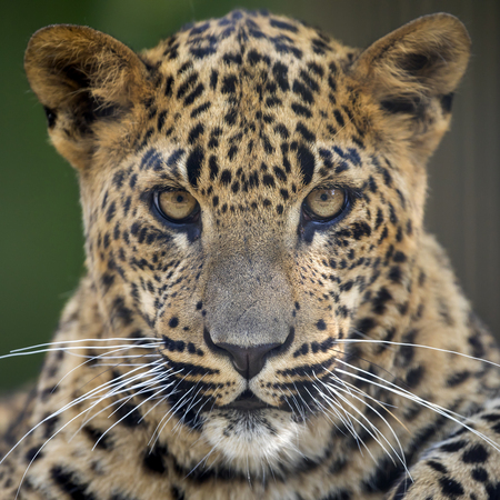 Sri Lankan leopardの写真素材