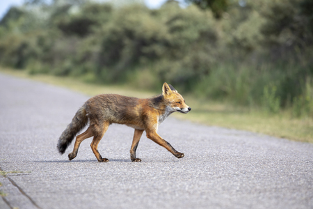 Red foxの写真素材
