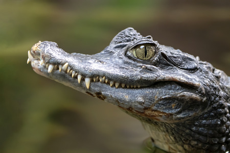 Spectacled caiman portraitの写真素材