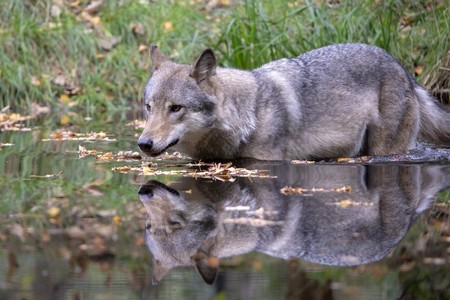 Grey wolf in waterの写真素材