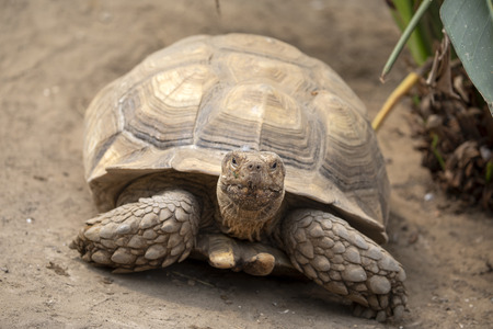 Turtle shield close upの写真素材
