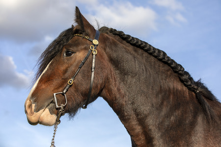 Portrait of a gypsy horseの写真素材