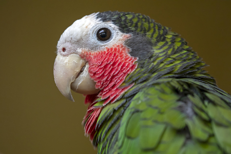 Cuban amazon parrot