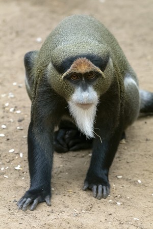 De Brazza's monkeyの写真素材