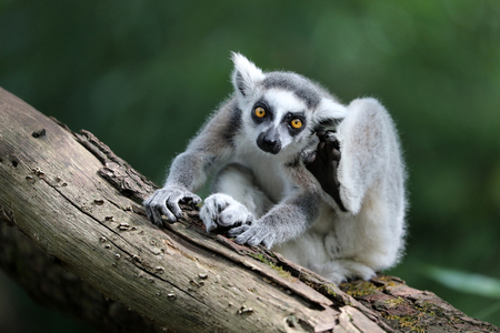 Ring Tailed Lemurの写真素材