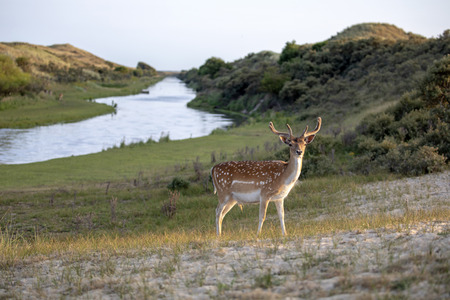 spotted fallow deer standing on meadow near riverの写真素材