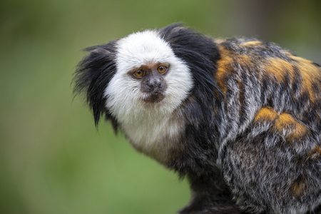 close-up view of cute callithrix geoffroyi monkey in wildlifeの写真素材