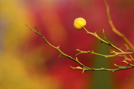 close-up view of beautiful yellow berry on bush at springtimeの写真素材