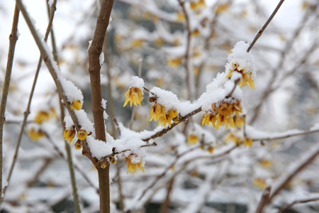 beautiful yellow flowers on tree branches covered with snow at frostの写真素材