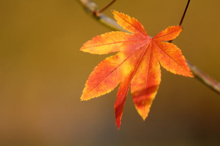 close-up view of bright red and yellow autumn leaf on tree branch