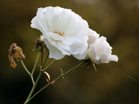 close-up view of beautiful white garden roses and cobweb on blurred natural backgroundの写真素材