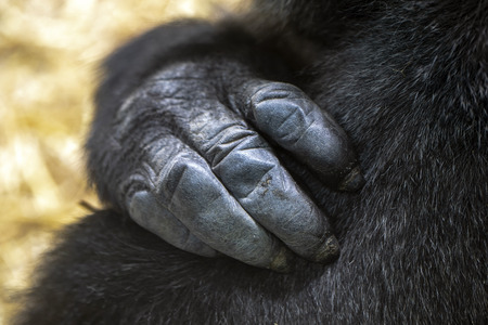 cropped view of black hand of gorillaの写真素材