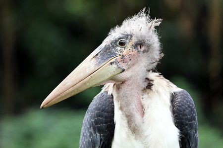 Close up of marabou bird in natural habitatの写真素材