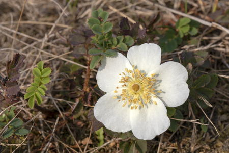 White wild rose flower outdoorsの写真素材
