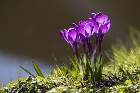 Close up of blue purple Crocus flowersの写真素材