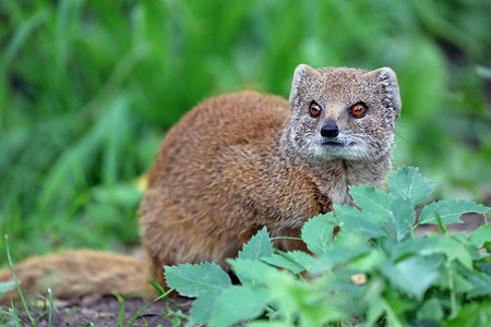 cute yellow mongoose in green leaves