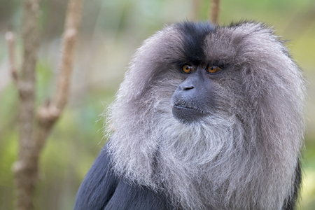 Close-up photo of wild Macaca silenus in nature