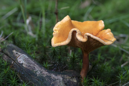 close-up view of beautiful orange mushroom growing in forest