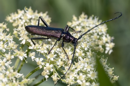 close-up view of beautiful beetle crawling on white blooming flowersの写真素材