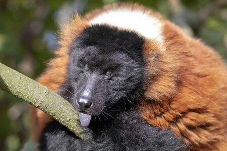 close-up view of adorable red ruffed lemur in wildlifeの写真素材