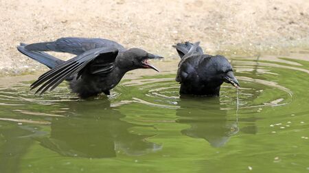 close-up view of beautiful black crows near water at daytimeの写真素材