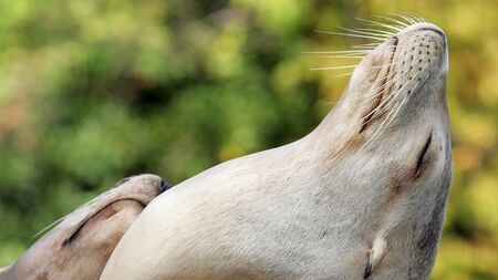 Close up of male brown sea lionの写真素材