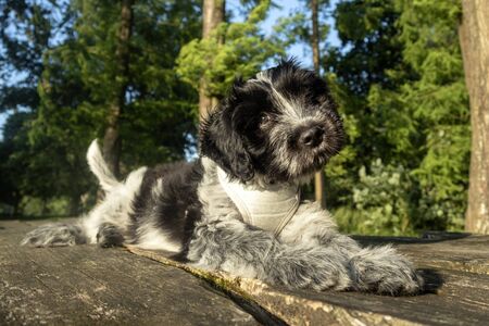funny cute fluffy dog lying outdoors