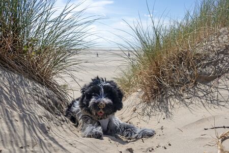 funny cute fluffy dog lying outdoorsの写真素材