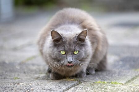 close up view of grey cat on streetの写真素材