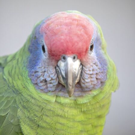 close up of Wild colorful parrot