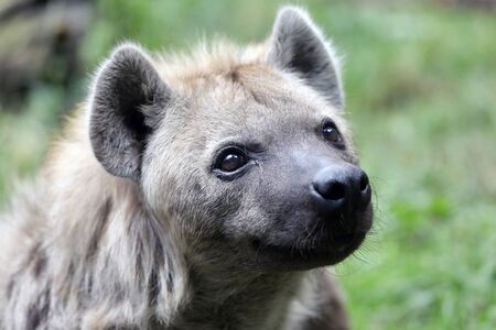 Close up of a wild spotted hyena outdoorsの写真素材