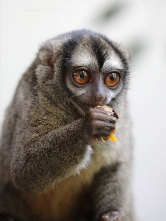 Close-up of a Gray-bellied night monkey