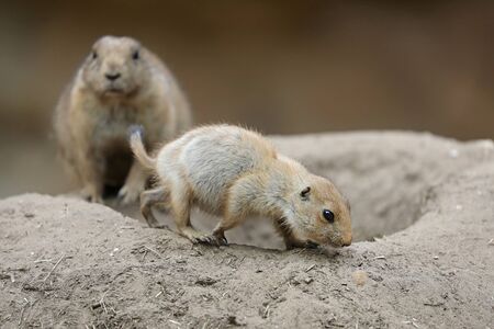 Prairie dog mother with child