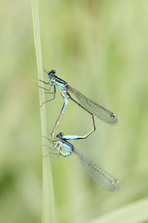 close up of damselflies mating on leaf