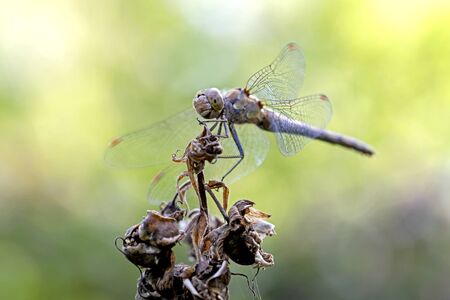 close up of dragonfly on flower