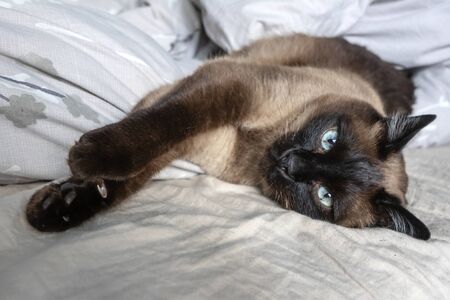 close up of cute Siamese catの写真素材