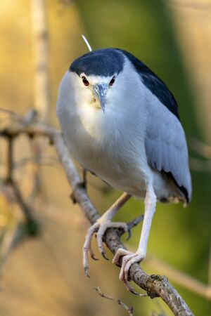 Black-crowned night heron on tree branchの写真素材
