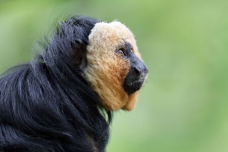 Close up view of white faced monkey